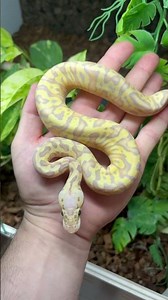 What a crazy Banana Ball python morph 🤯