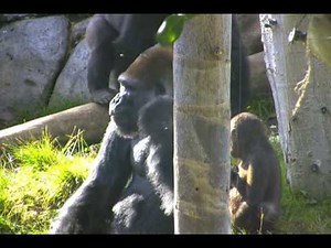 Gorillas at the San Diego Zoo