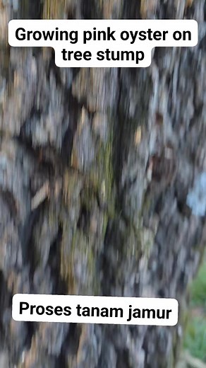 3 comments | The best thing to grow mushroom on tree stump is that after insert the mushroom spawn ,sealed with melted wax then let mother nature take care the rest. #growmushrooms #growingpinkoystermushroom | Min Istikat Stegall | Facebook