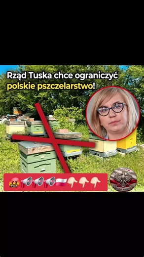 Rząd Tuska chce ograniczyć polskie pszczelarstwo! Czy robi miejsca dla ukraińskiego miodu? Ministerstwo Klimatu chce ograniczyć pasieki. Bruksela każe, Tusk wykonuje - kosztem 2 milionów rodzin pszczelich. Ograniczenia dotkną olbrzymiego areału! W Dzienniku Urzędowym UE opublikowano Krajowy Plan Odbudowy Zasobów Przyrodniczych. W rozdziale o zapylaczach znalazł się Środek Nr 5: