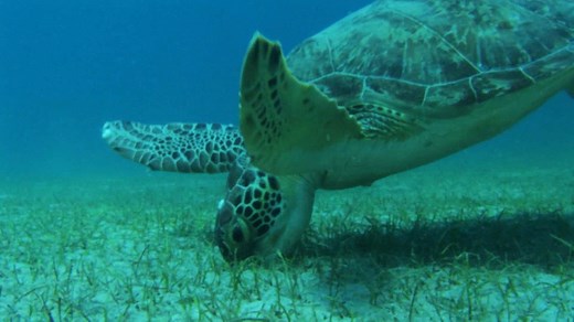 Struggles of the Endangered Green Sea Turtle | Britannica