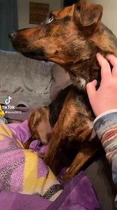 Meet Takia: A gorgeous heterochromia iridum gal! (If you don't feel like looking it up... this girl has TWO different colored eyes!) She is sweet, playful, and LOVES being around her humans! Apply to be her forever human today! | Camp Companion