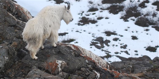Livin’ on the edge: Avalanches linked to mountain goat population deaths