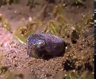 El papá calamar: no ves que el color de la tierra es más clara?? pelotudo de mierda pasame nomas la linterna mezclaba con una anécdota personal no