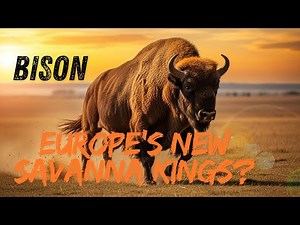 Bison: Europe’s New Savanna Kings? | Amazing European Bison Facts & Wildlife Documentary