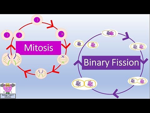 Biology Topic 1a.5 Mitosis and Binary Fission