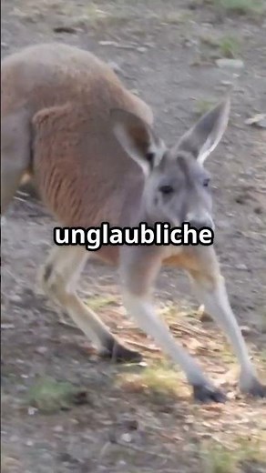 Unglaubliche Känguru-Fakten aus Australien!