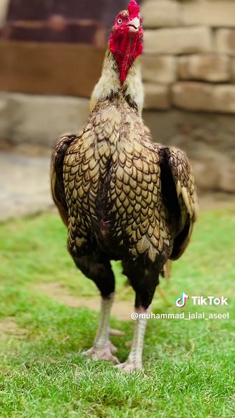 Discover Aseel Murgha Breeds from Mainwali