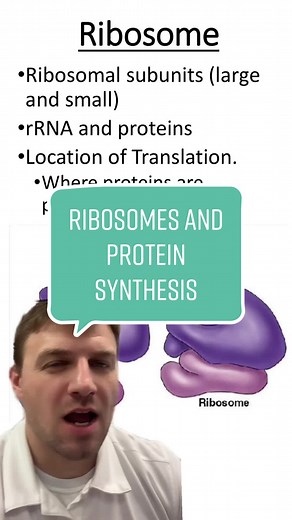 Understanding Ribosomes and Protein Synthesis Process