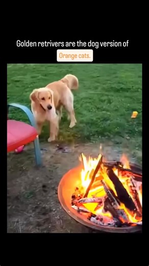 mood nourish on Instagram: ""Dog version of orange cats" is a popular internet meme based on a perceived similarity in their personalities. Both are often stereotyped as being friendly, outgoing, and affectionate, but also a bit silly, goofy, and not always the sharpest. The phrase often refers to the "one orange brain cell" theory, a meme suggesting that all orange cats share a single, communal brain cell, leading to their famously quirky and sometimes clueless behavior. The comparison extends 