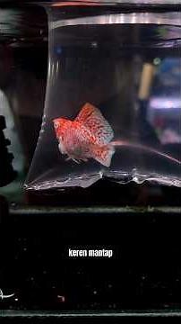 pertama kali lihat molly cetta dipasar ikan hias jatinegara #ikanhias #mollyfish #ikanhiasairtawar