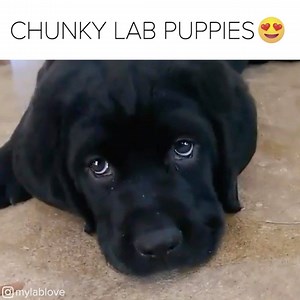One day I will have a chunky lab puppy of my very own | BuzzFeed Video