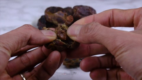 Palm tree growing from date seed time lapse (230 days)