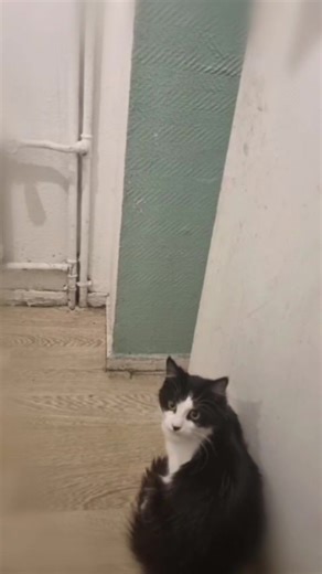 Vidéos de panthère_mandingue (@fouma.traore) avec Funny - Gold-Tiger