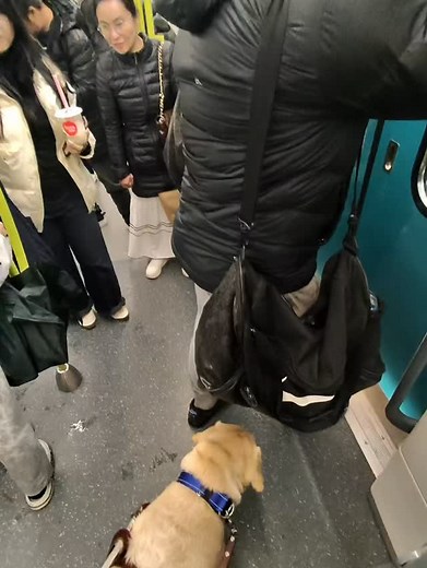 ❤️ always noticed, yet sometimes invisible, life with a Guide is interesting @guidedogsaustralia ❤️🦮😎 | Solo Guiding Tony