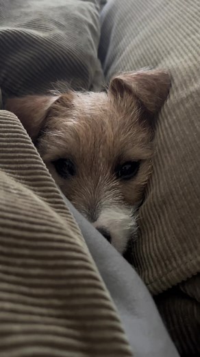 Little does fred know. #jackrussell #jackrussellterrier #fyp #puppy #puppylove #foryou #foryoupage #cute #dog