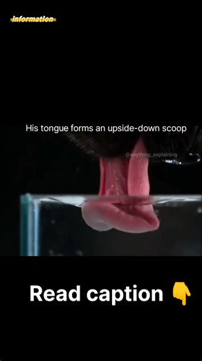 The Mind-Blowing Way Dogs Drink Water That Defies Expectations!