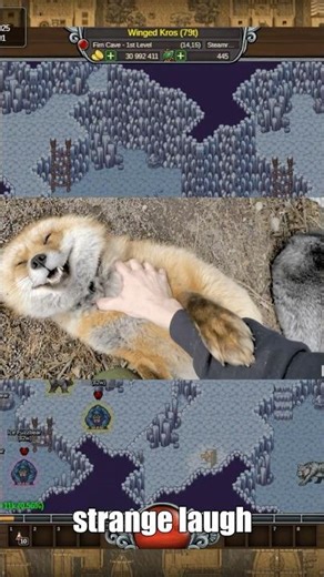 🦊 Fox Facts You Should Know⏱️✨