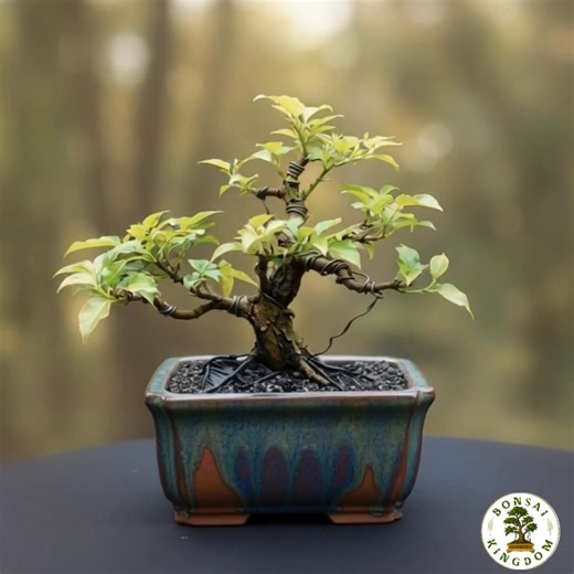 1.3K views · 41 reactions | Ficus Rumphii. | Bonsai Kingdom of Lemon | Facebook