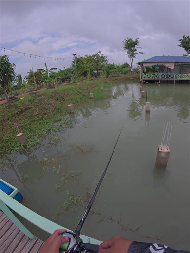 Catch and release. Top water explosion bite . Fishing for fun not only for food . Chill little boy !!