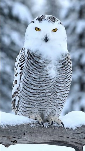 Snowy Owl ASMR | Arctic Bird Sounds | Calm Winter Wildlife 4K