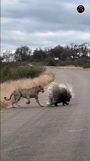 How does a porcupine's quill work