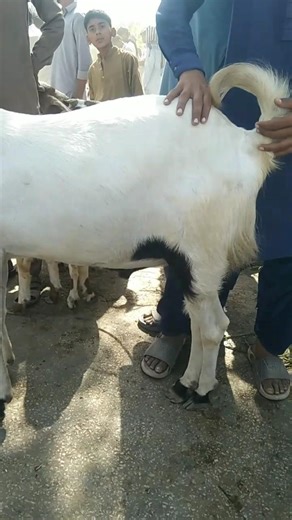 dead lakh ka bakra | qurbani ke janwar #hakimpakistani