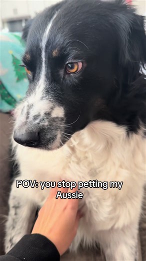 Aussie Love: When Your Dog Wants Attention