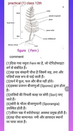 practical class 12th #Botany #viral trending