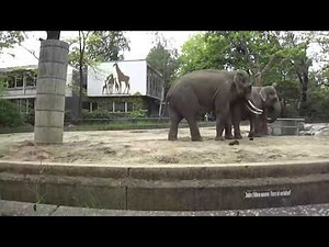 Elephants Mating at the Berlin Zoo