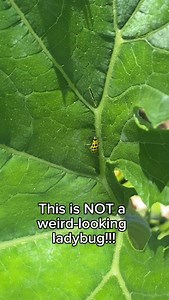 This is not a weird-looking ladybug… it’s a cucumber beetle. And while it might look harmless, it’s actually one of the worst pests you can find around your cucumbers. 🐞 Why Cucumber Beetles Are a Problem: These tiny beetles can spread bacterial wilt and cucumber mosaic virus, two diseases that can kill your plants fast or leave them stunted and struggling to produce. They can also chew holes in leaves and flowers, which weakens your plants and attracts even more pests. 🌱 How I Handle Them in 