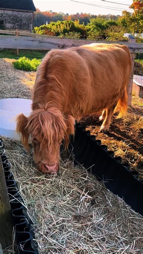 Sundays at the farm🧡 the cutest cow & some dirty pumpkins #yas