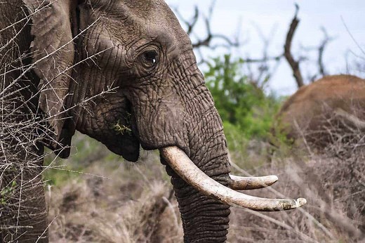10 Examples of Animals with Tusks (Pictures and Facts) - Wildlife Informer