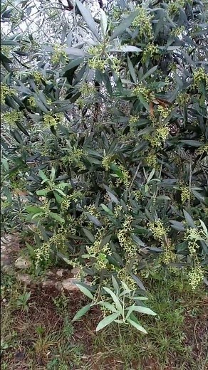 OLIVE TREE, Manzanilla variety. May, Valencia.