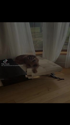 Floppa edit | #floppa #edit