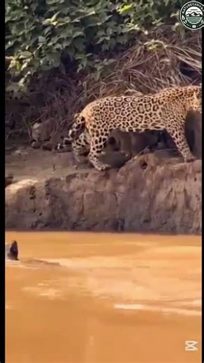 "Predator vs Prey: Nature’s Fierce Battle Between Water and Land | Wildlife Shorts"