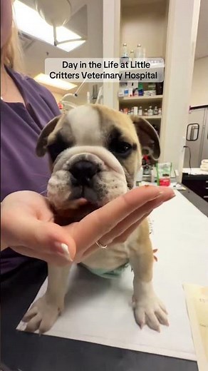 Day in the Life at Little Critters Veterinary Hospital
