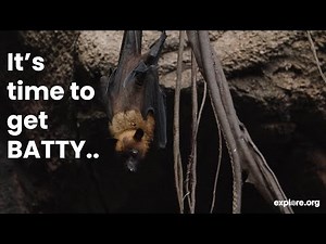 CAMP FLYING FOXES- the LARGEST BATS in the world! Lubee Conservancy.