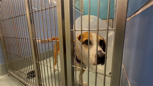 Local shelters want Department of Wildlife Resources to address growing number of abandoned hunting hounds