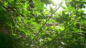 Growing Marijuana Using Scrog Method Rays Stock Footage Video (100% Royalty-free) 1097630425 | Shutterstock