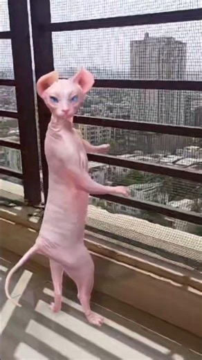 Sphynx Cat Party Mode ON 🎶🔥😎🤓🤠 | Funniest Cat Dance 2025