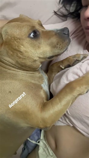 ง่วงก็ไปนอน😆 #รักหมา #หมาน่ารัก #ทาสหมา #reelsviralシfb #คลิปReels #reelsfb #fb #pet #petlover