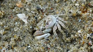Fiddler crabs are small, coastal crabs known for the distinctive size difference between their two claws, with one being much larger than the other, resembling a "fiddle" or "violin."