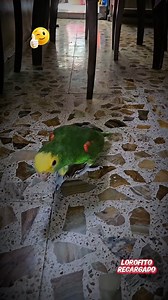 65K views · 1.3K reactions | Una pulga aventurera, loro Fito caminando, amazon parrot walking #loros #parrots #parrotlife #parrot #parrotsoftiktok #parrotsofinstagram #parati #bonito #bird #birdsofinstagram #aves #reelsinstagram #viralvideos #fypviralシ #trendingreels #cotorro #mexicolindo #funnybirds #humor #funny #divertido #OMG #parati | Loro Fito Recargado | Facebook