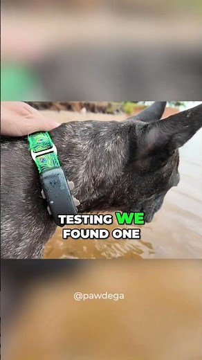 watch our full review of this tracker now! #dogmom #tractive #gpstracker