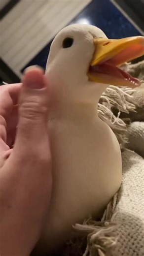 Caring for Your Call Duck: A Guide for Pet Owners