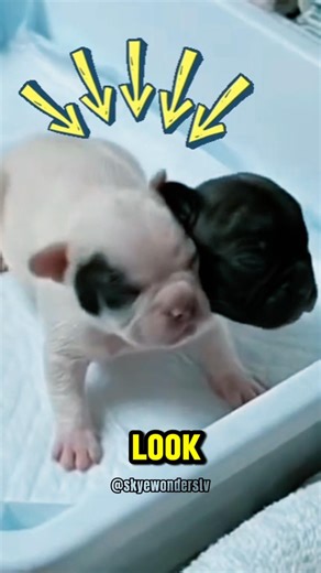 It looks fake but they’re real two headed animals! Polycephaly! #conjoinedtwins #polycephaly #rare