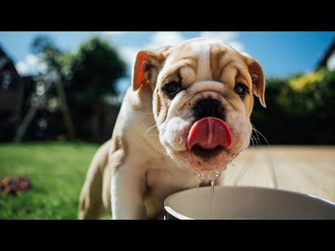 Can Dogs get Drunk? What happens when you Feed Alcohol to your Dog?
