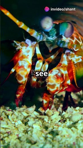 Mantis Shrimp - Explained in 30 seconds!