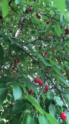 Menggiurkan buah Ceri #cherry #buah #panen #buahceri #fruit #kirche #kirchen #shorts #buahbuahan